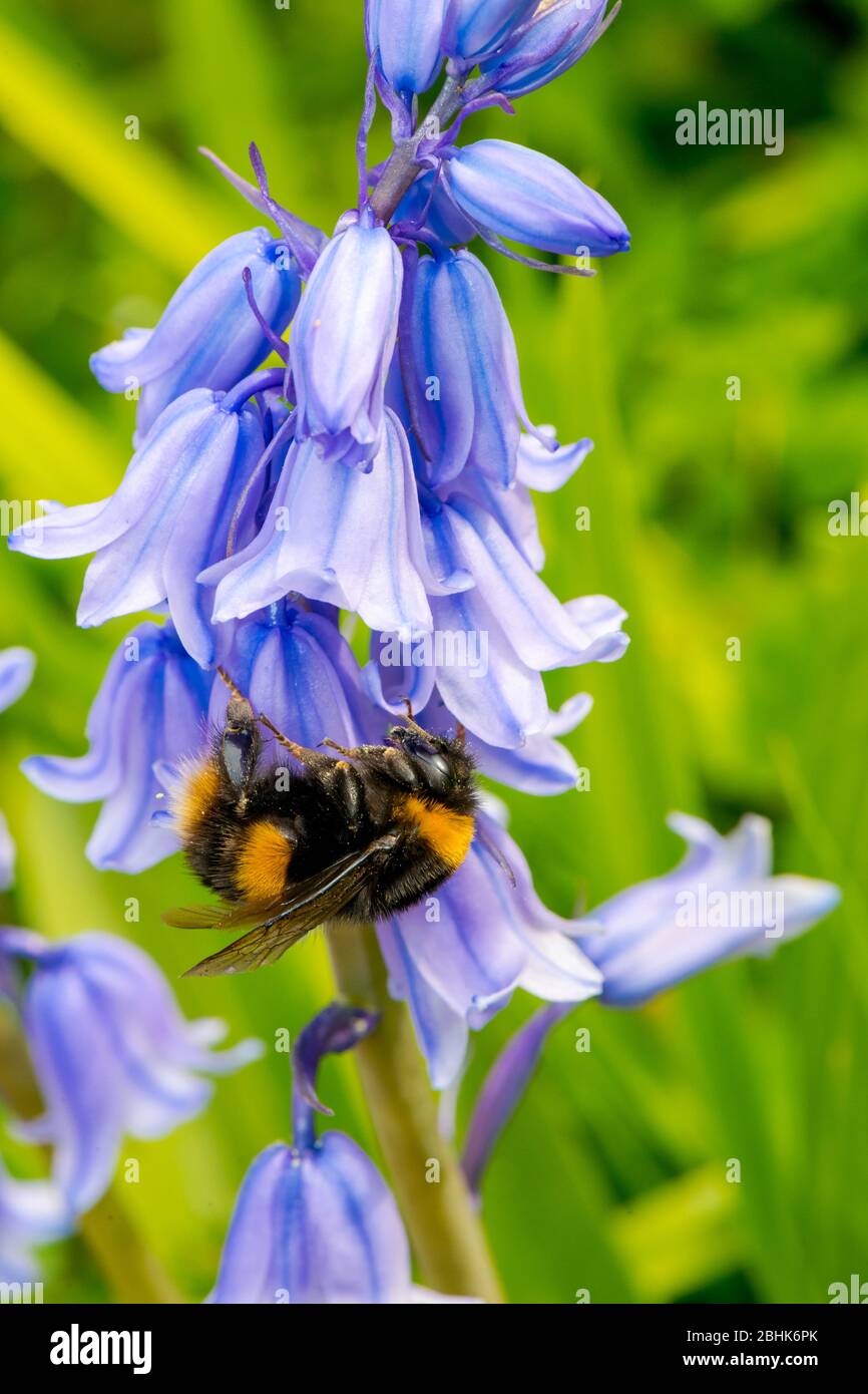 Hummel sammeln Pollen und Nekta aus der Blume einer spanischen Bluebell  Stockfotografie - Alamy