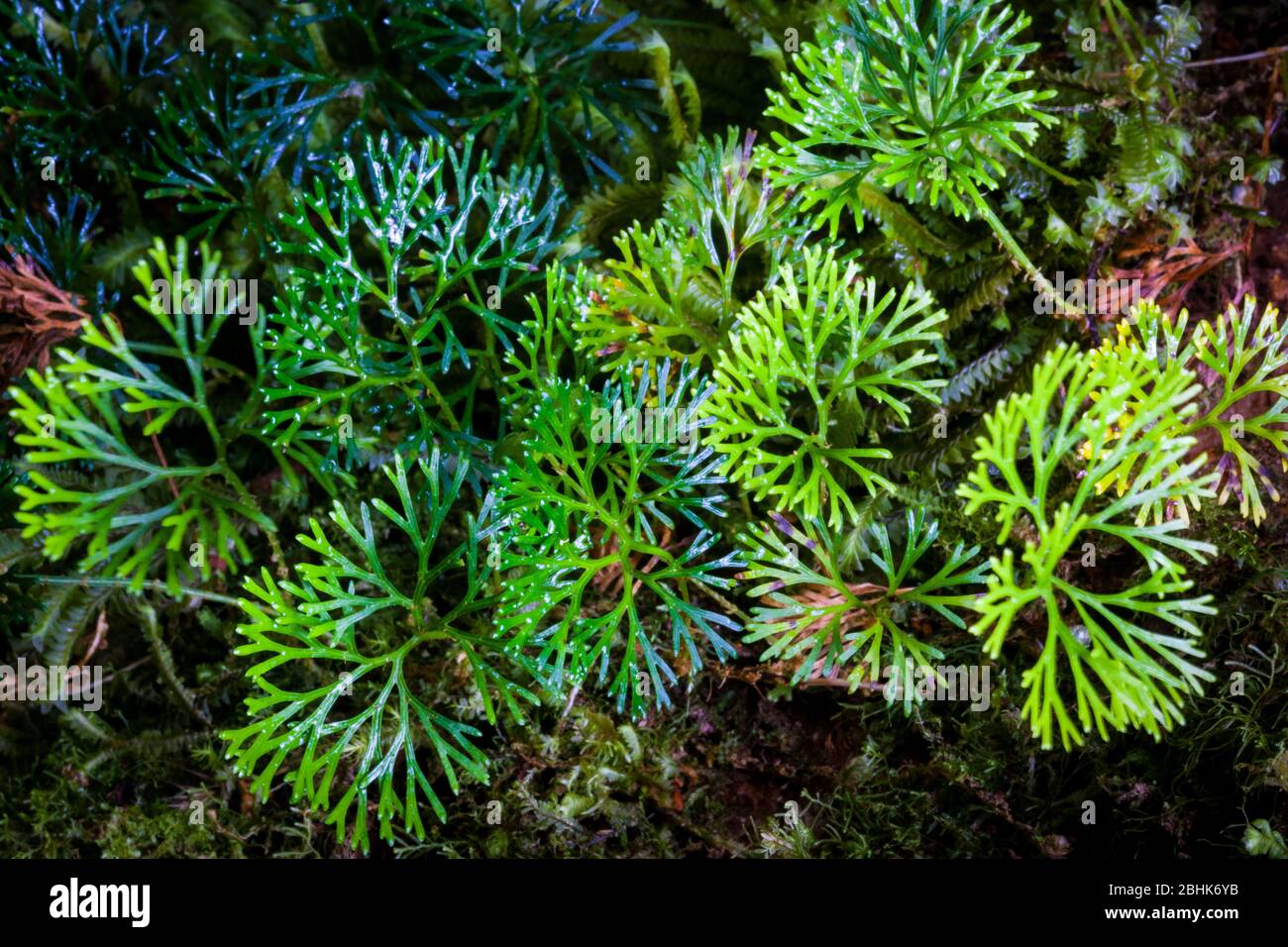 Grüne Pflanzen am Waldboden im Nebelwald des La Amistad National Park (PILA), Provinz Chiriqui, Republik Panama. Stockfoto