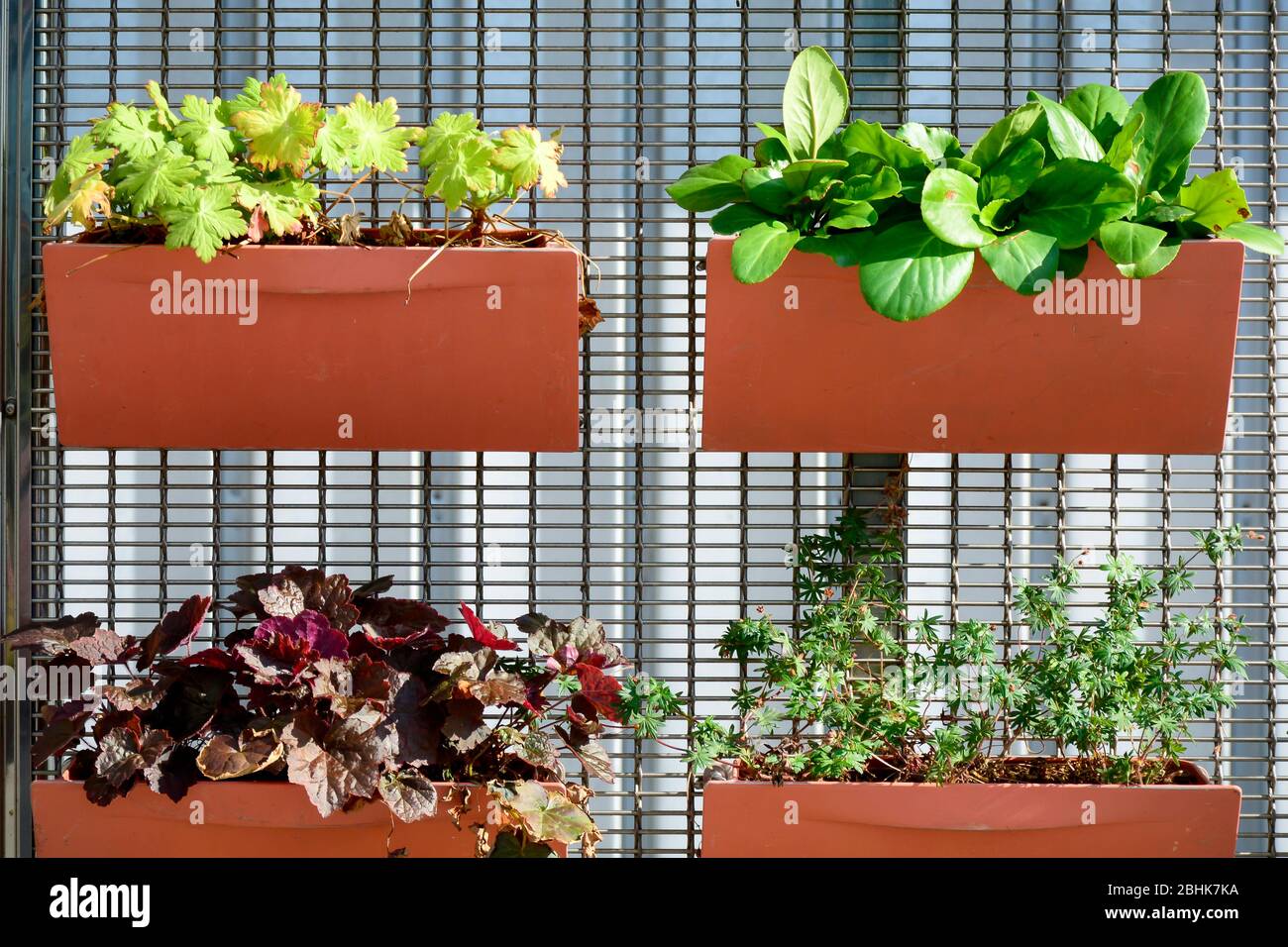Pflanzgefäße an einem Zaun befestigt. Orangefarbene Blumentöpfe mit verschiedenen Pflanzen. Pflanzen in Containern gepflanzt, vertikale Garten Idee. Stockfoto