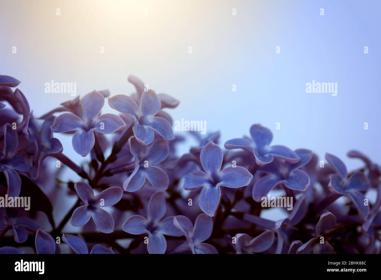 Lila blühender Flieder im Garten Stockfoto