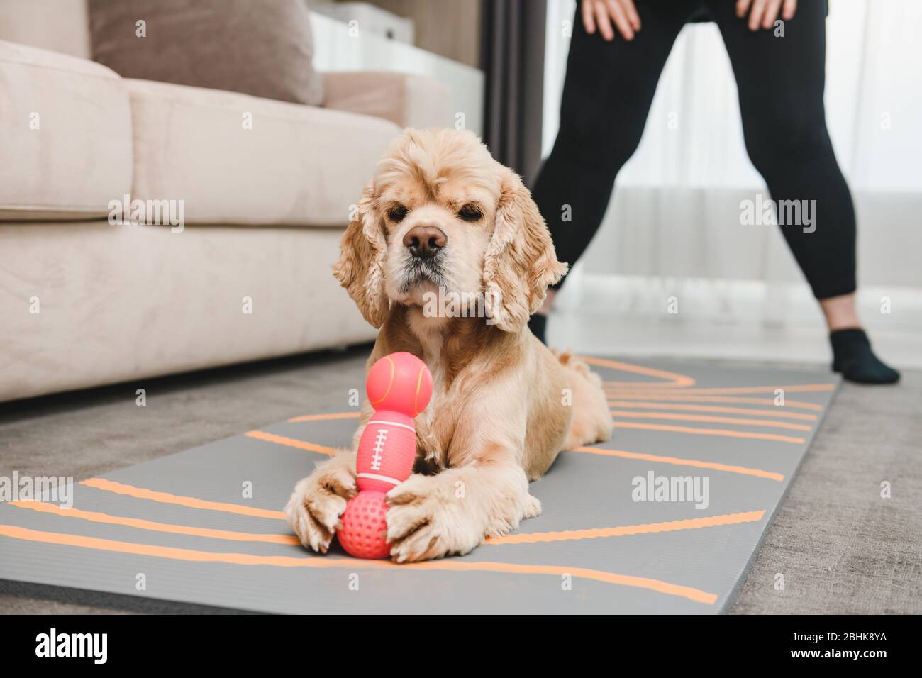 Niedlichen gehorsamen Cocker Spaniel Haustier liegen im Wohnzimmer Teppich mit stolzen Schnauze und fangen rosa Gummi Hundespielzeug, Heimtraining Stockfoto