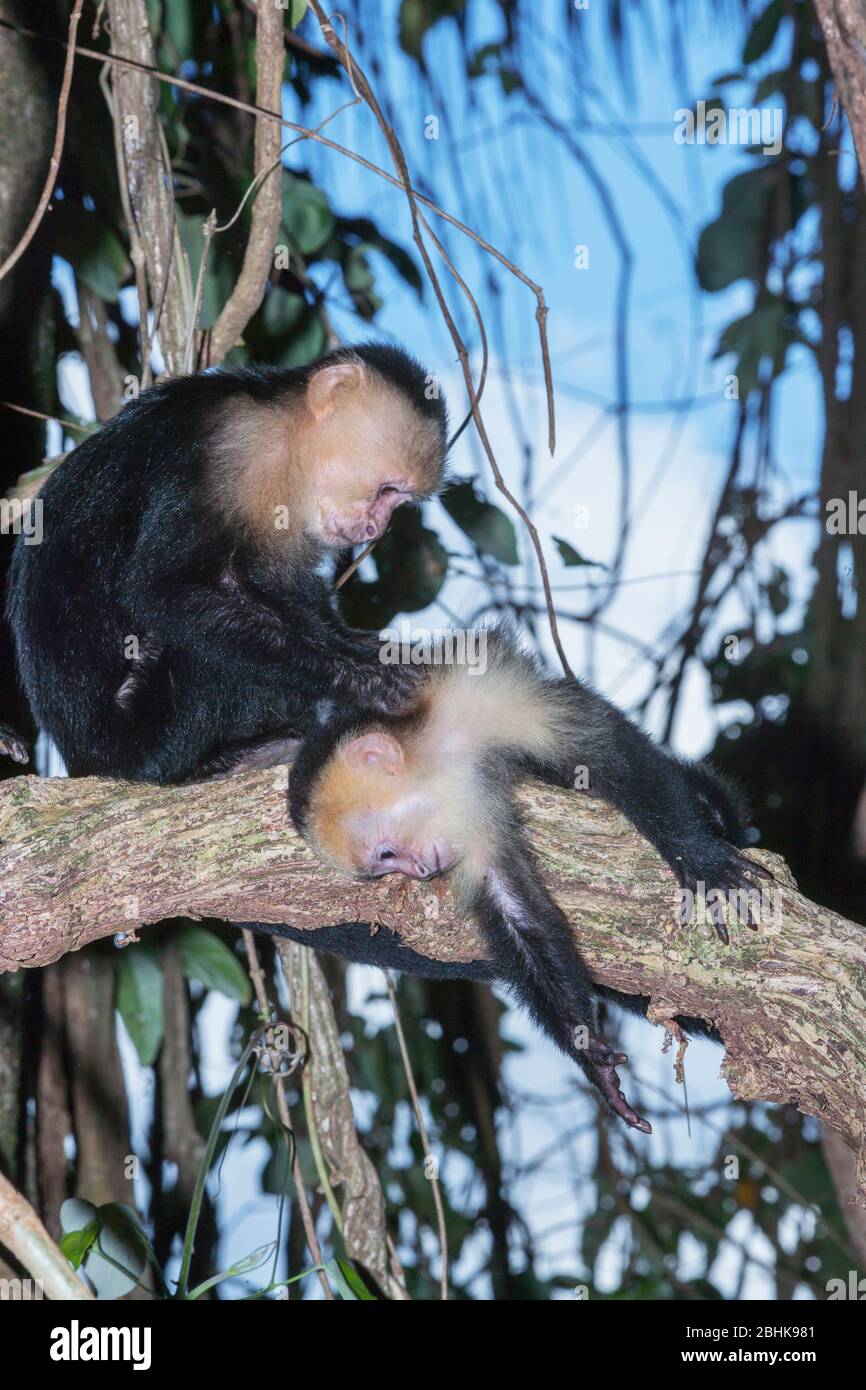 Kapuzineraffen (Cebus capucinus) im Regenwald, Nationalpark Manuel Antonio, Provinz Puntarenas, Costa Rica. Stockfoto