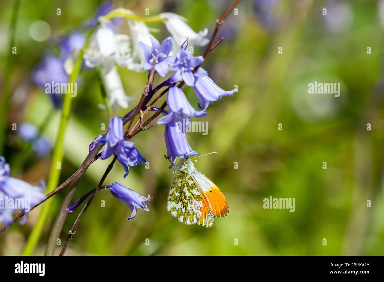 Männchen Orange Spitze Anthocharis Kardamine Schmetterling aalen in der Sonne auf bluebells in der Sonne im englischen Frühling Stockfoto