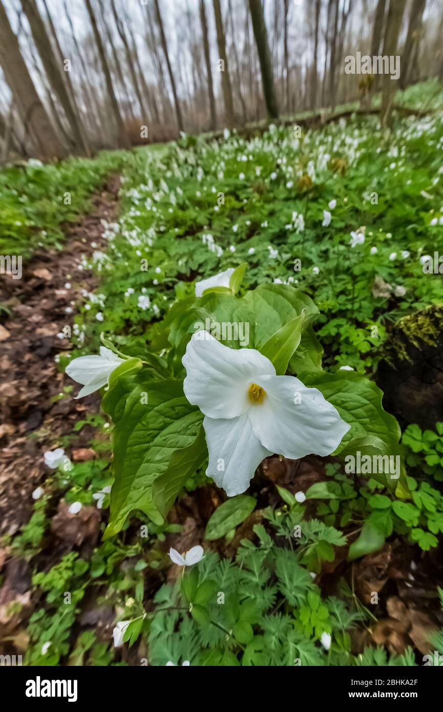 Großblütige Trillium, Trillium grandiflorum und andere Wildblumen im Trillium Ravine Nature Preserve, das der Michigan Nature Association gehört Stockfoto