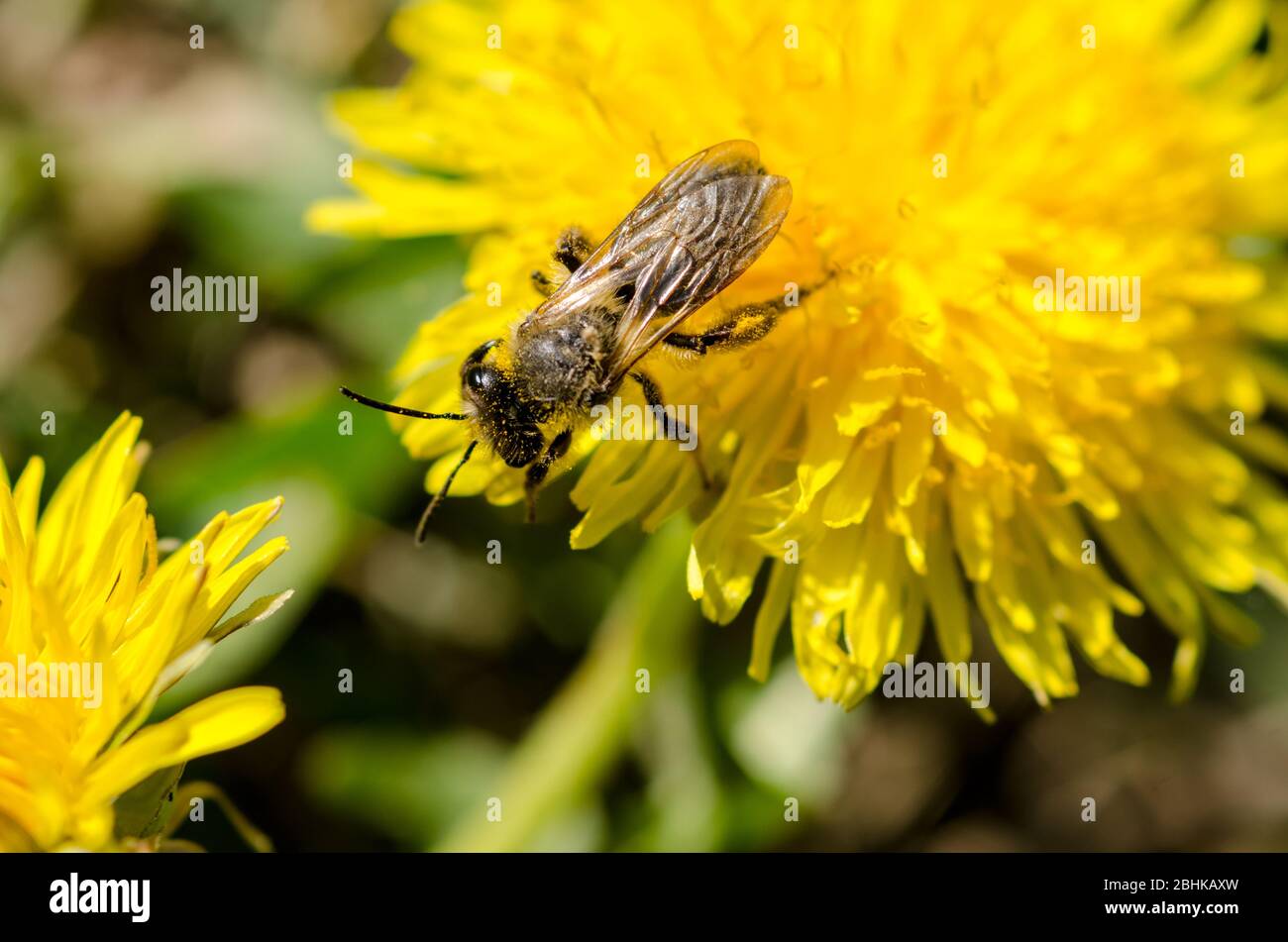 Westliche Honigbiene, APIs mellifera, Taraxacum officinale, Nahaufnahme Makro, Löwenzahn Blume auf einer Wiese im Frühling in Deutschland, Westeuropa Stockfoto