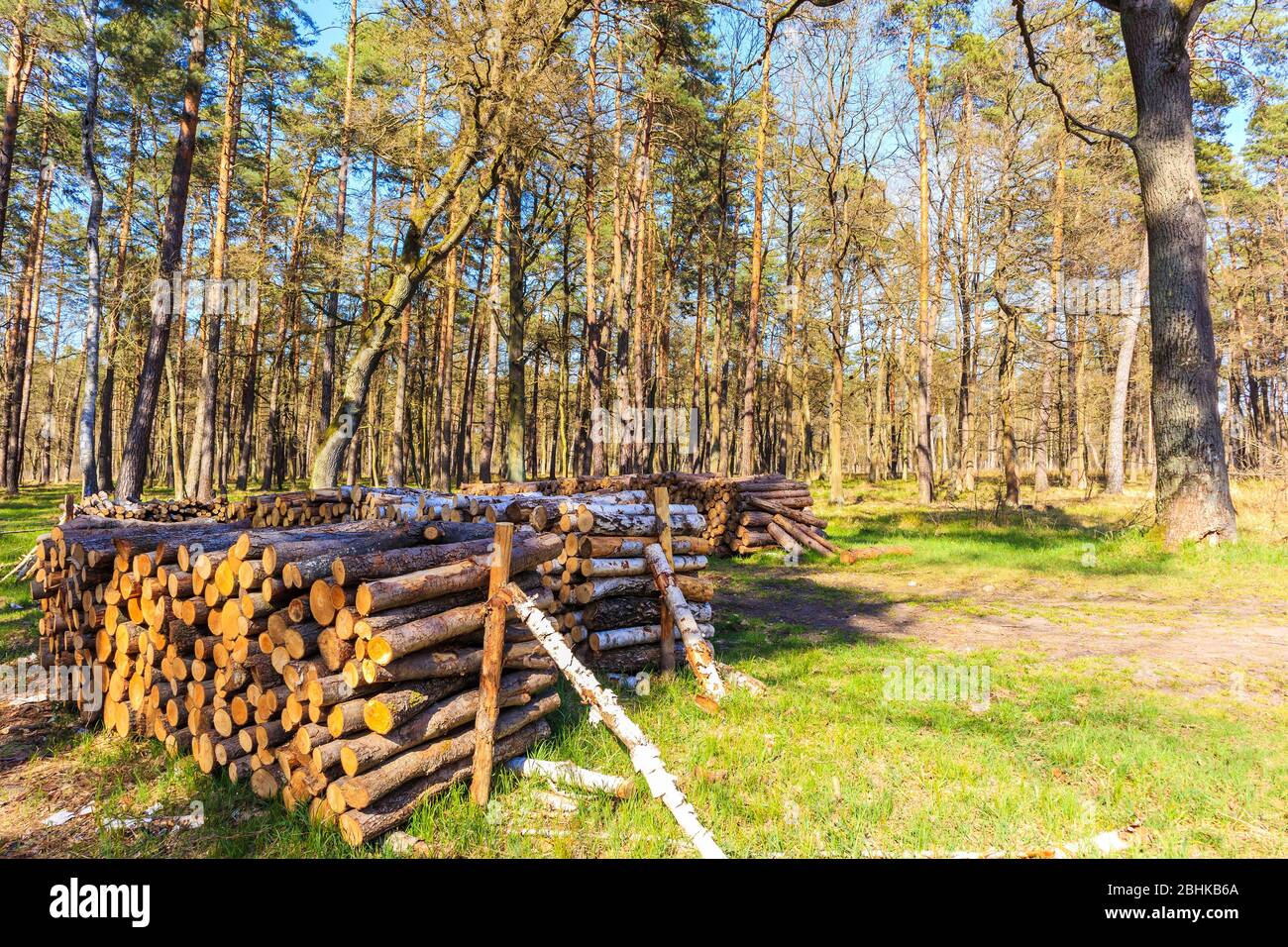 Baumstämme Holz im Wald am sonnigen Frühlingstag in Puszcza Niepolomicka in der Nähe von Krakau Stadt, Polen Stockfoto