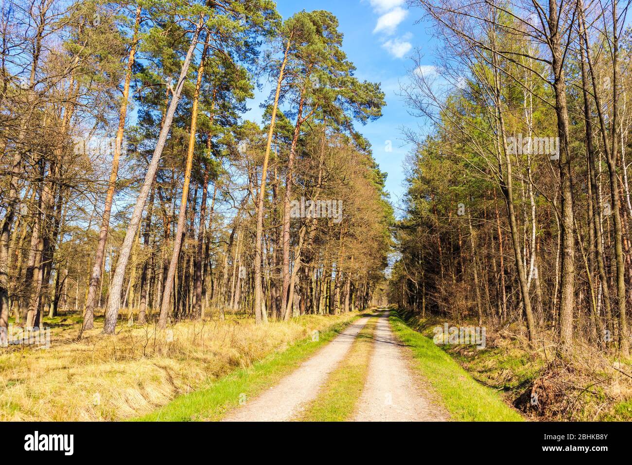 Straße im Wald am sonnigen Frühlingstag in Puszcza Niepolomicka in der Nähe von Krakau Stadt, Polen Stockfoto