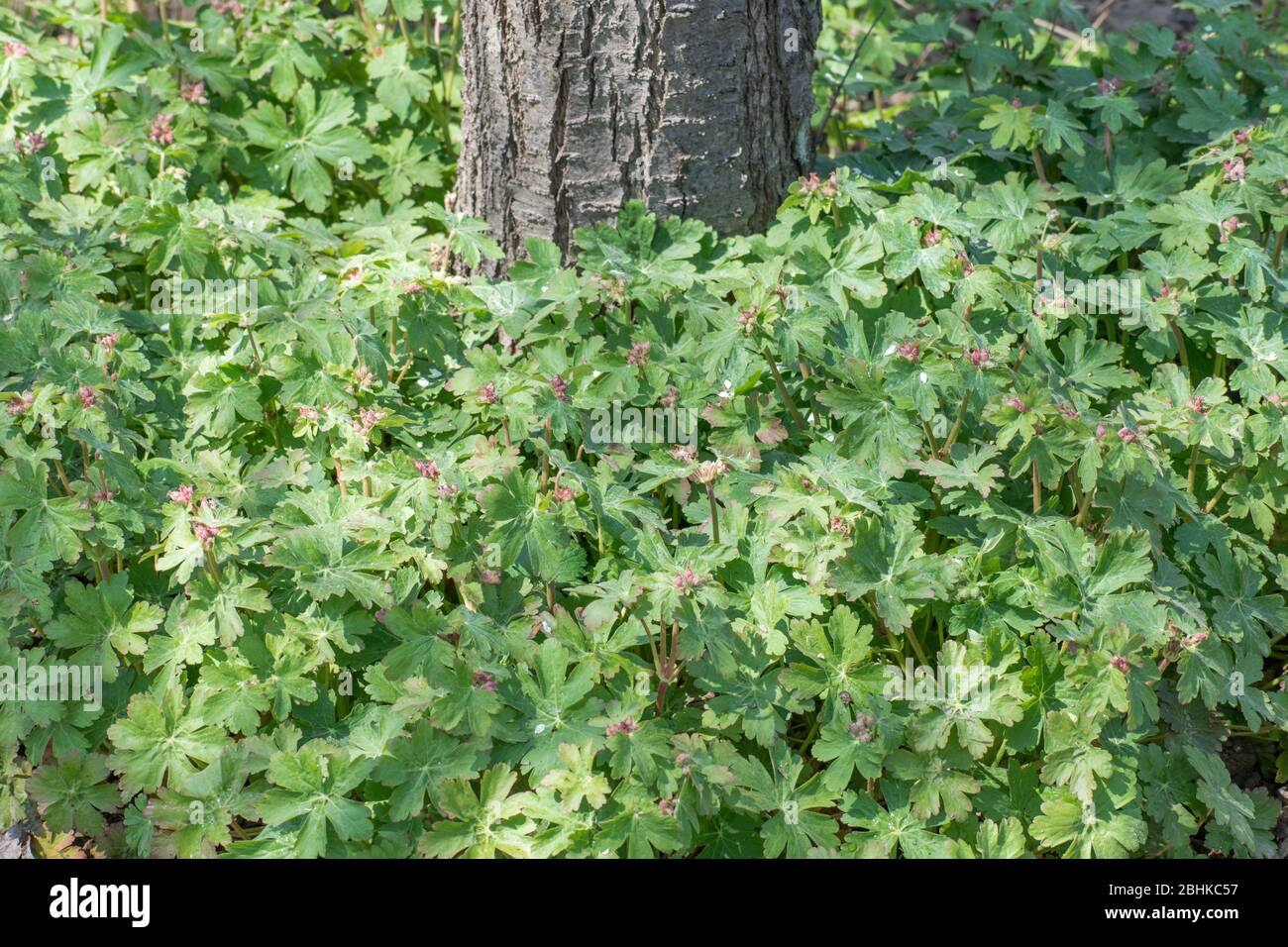 Blühende Pflanze Geranie macrorrhizum in Obstgarten bedeckten Baum Stockfoto