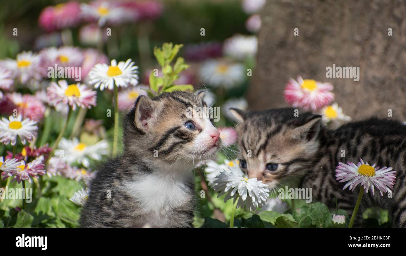 Junge Kätzchen im Garten mit Blumen bellis perennis Stockfoto