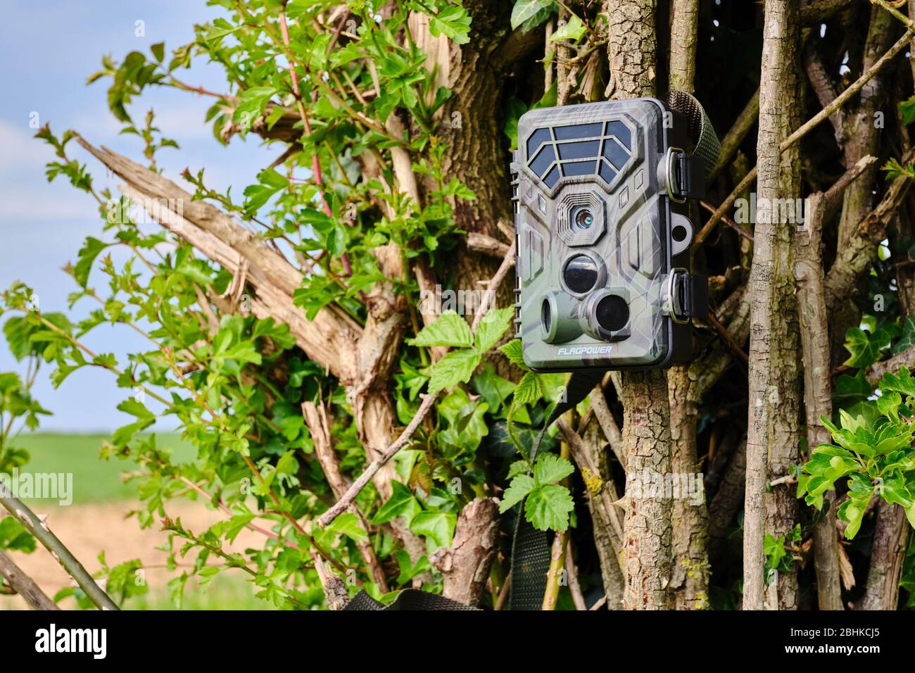 Kamerafalle oder eine Trailkamera, die auf einer Hecke in einem Feld aufgestellt ist, um die Wildtieraktivitäten zu überwachen und CCTV-Sicherheit zu bieten Stockfoto