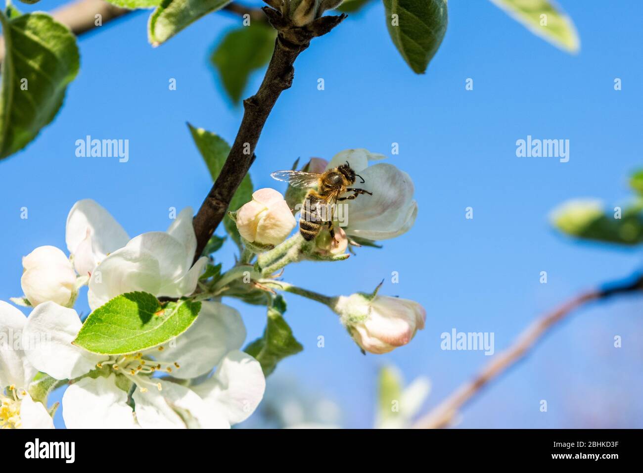 Eine westliche Honigbiene apis mellifera besucht eine Blume von Apfelblüten vor einem blauen Himmel Stockfoto