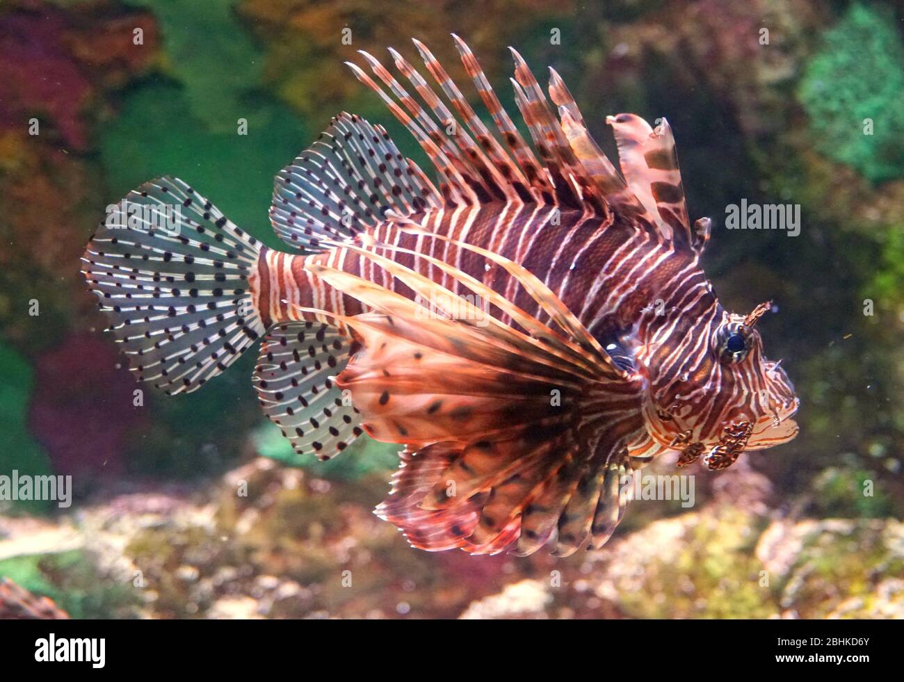 Nahaufnahme eines Löwenfischs, der in einem Aquarium schwimmt Stockfoto