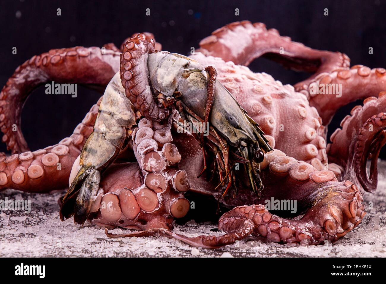 Große Krake mit Königssprabe in lockigen Tentakel Stockfoto