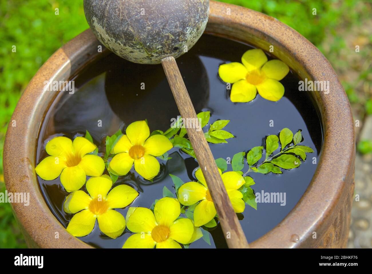Dekorative gelbe Blüten in einer Schüssel mit Wasser in Vietnam platziert. Stockfoto