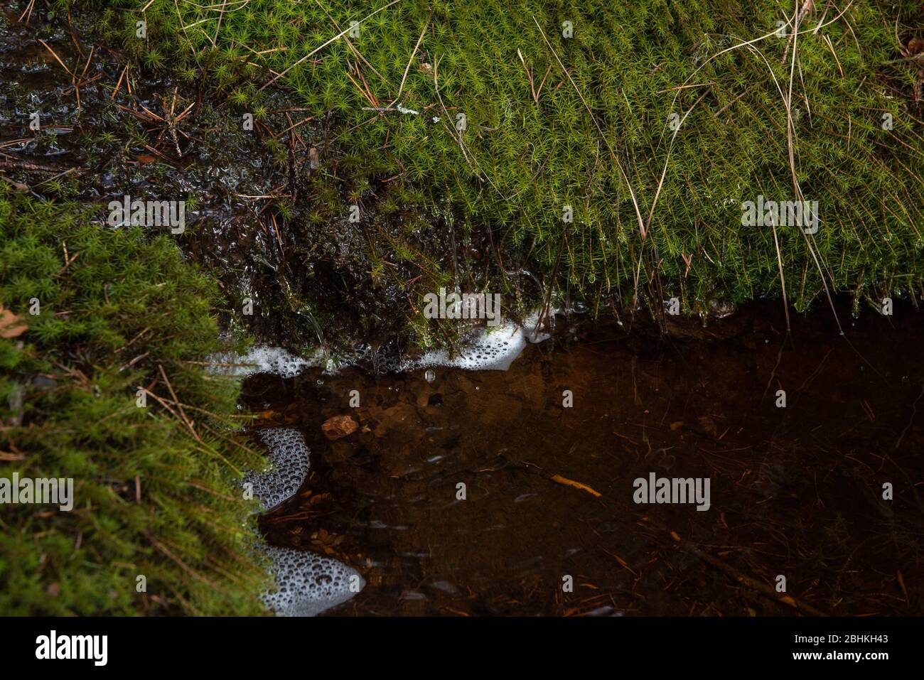 Schmelzwasser fließt vom Hügel in einem ruhigen Strom hinunter und fließt in eine Quelle, die mit weichem grünem Moos bedeckt ist. Stockfoto