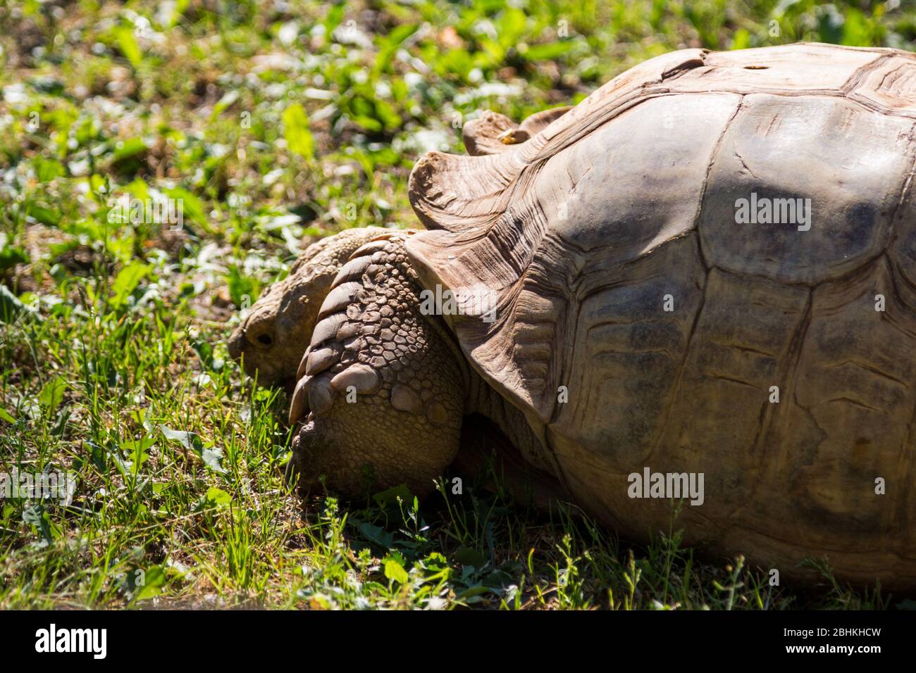 Grasenden African sporred Schildkröte Centrochelys sulcata im Zoo, Gyor, Ungarn Stockfoto