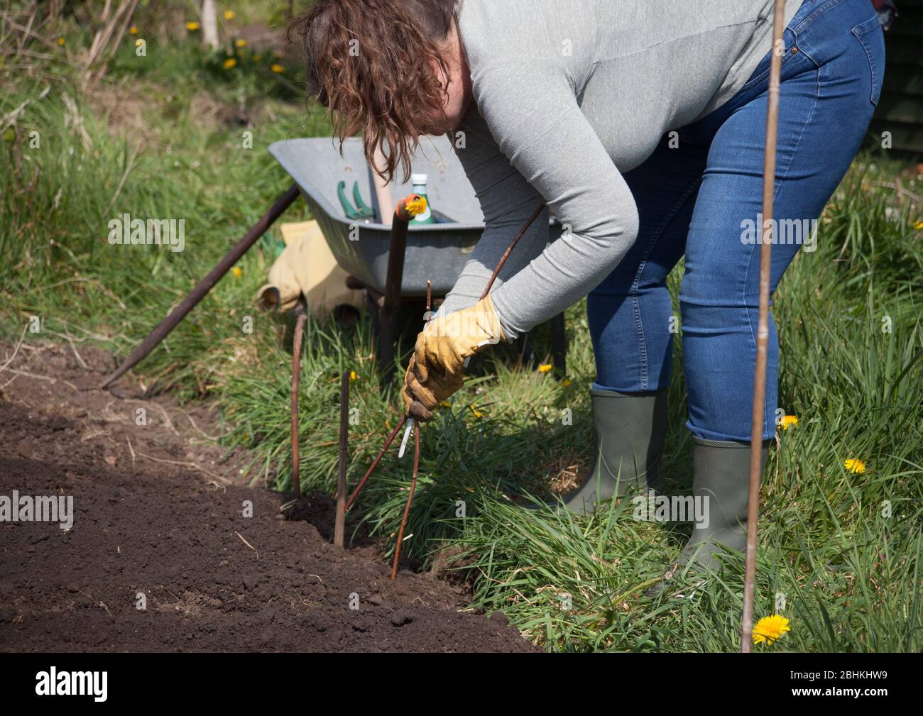 Zuteilung Gartenarbeit während der Lockdown, attraktive dunkelhaarige Frau in ihren vierziger Jahren im Garten arbeiten. Stockfoto