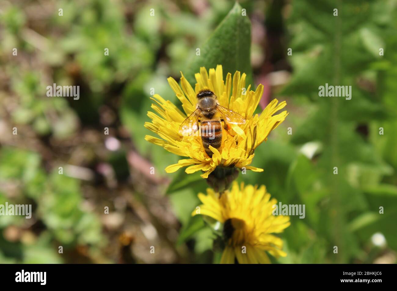 Honigbiene sammelt Nektar aus Löwenzahn Stockfoto
