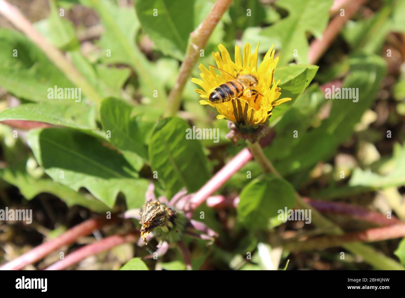 Honigbiene sammelt Nektar aus Löwenzahn Stockfoto