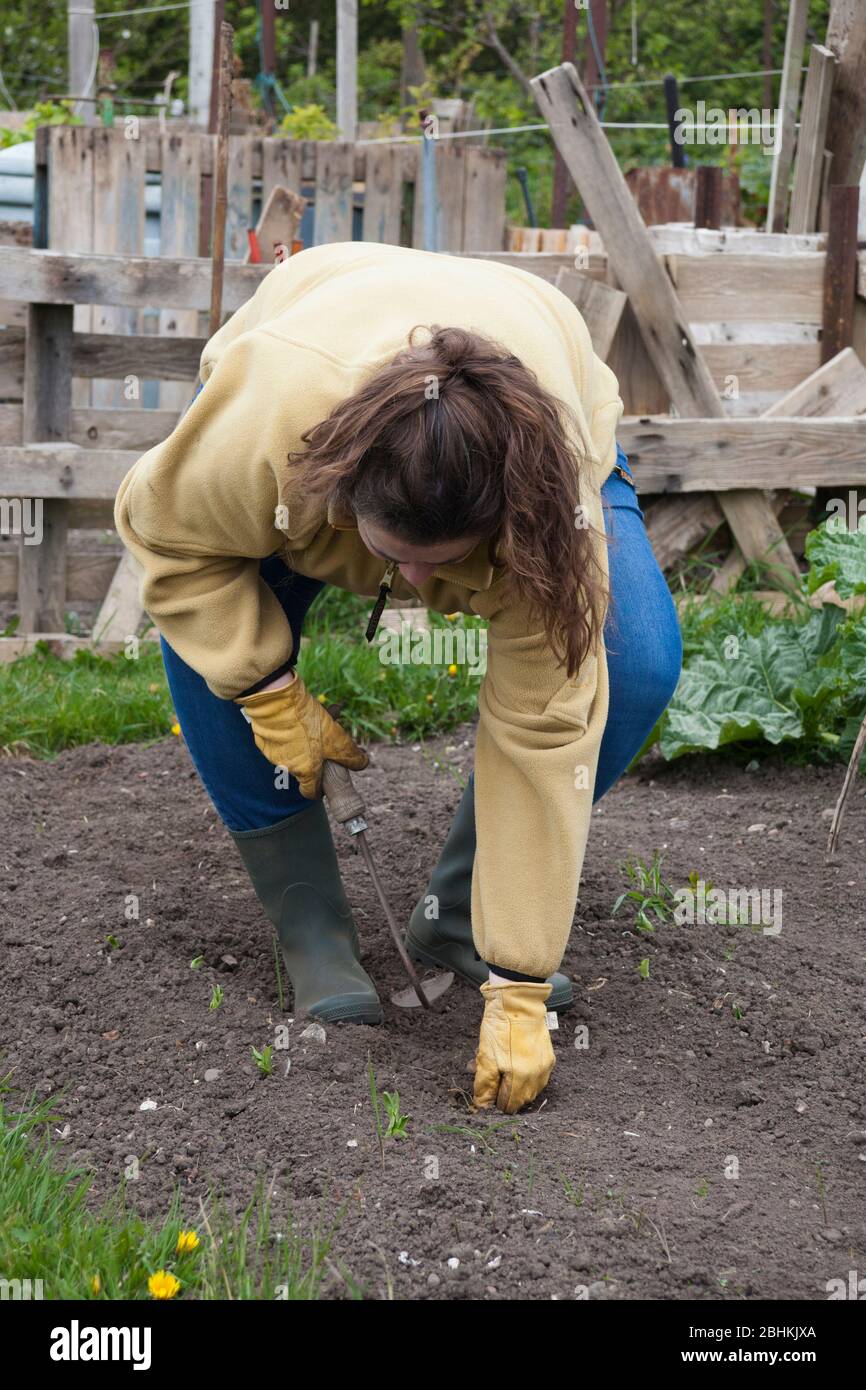 Attraktive dunkelhaarige Frau in ihren vierziger Jahren Gartenarbeit während der Lockdown Stockfoto