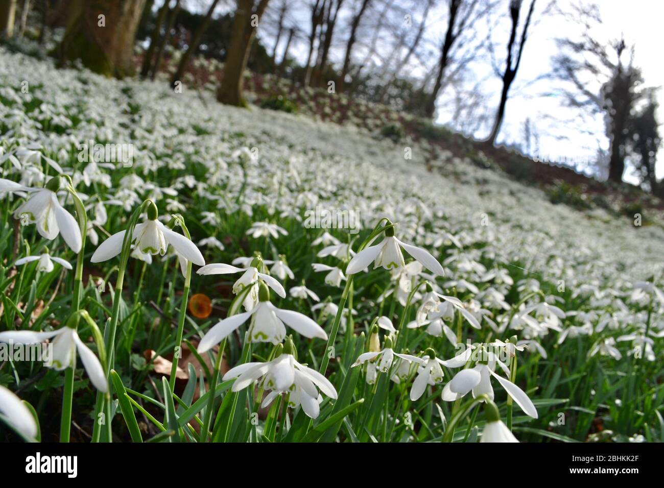 Schneeglöckchen (Galanthus) auf einem Waldboden: Im Winter leuchtend weiße Blüten auf grünen Blättern auf niedriger Höhe im Wald Stockfoto