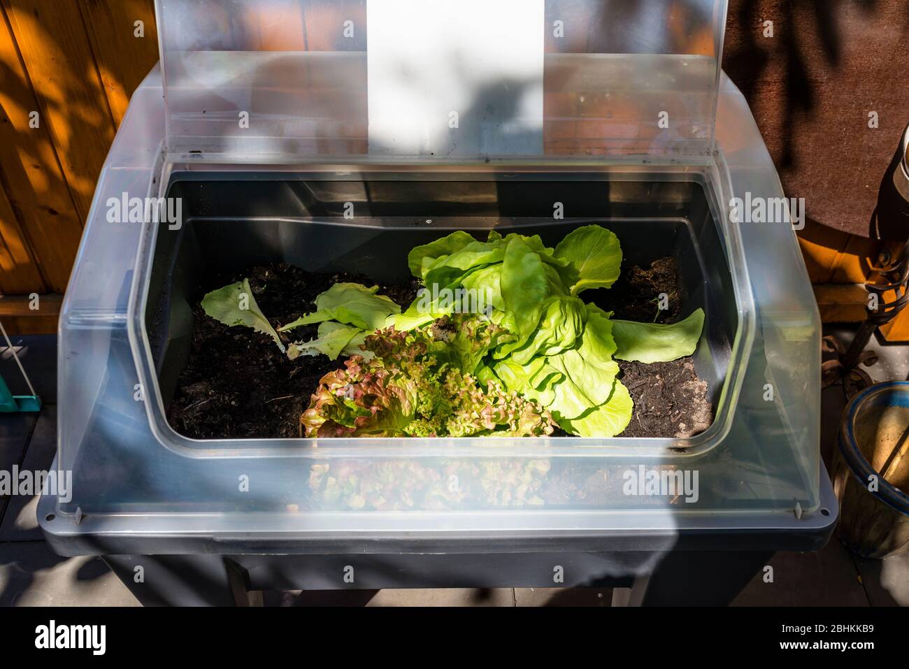 Frischer Salat wächst in einem heimischen Garten in einem Plastikbehälter, sichtbarer Boden. Stockfoto