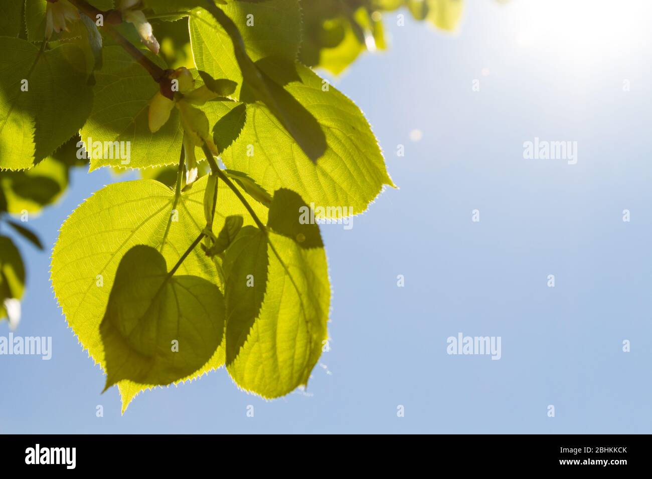 Frische Frühlingsblätter von kleinblättrigen Limetten littleleaf Linden Tilia cordata, hinterleuchtet Stockfoto
