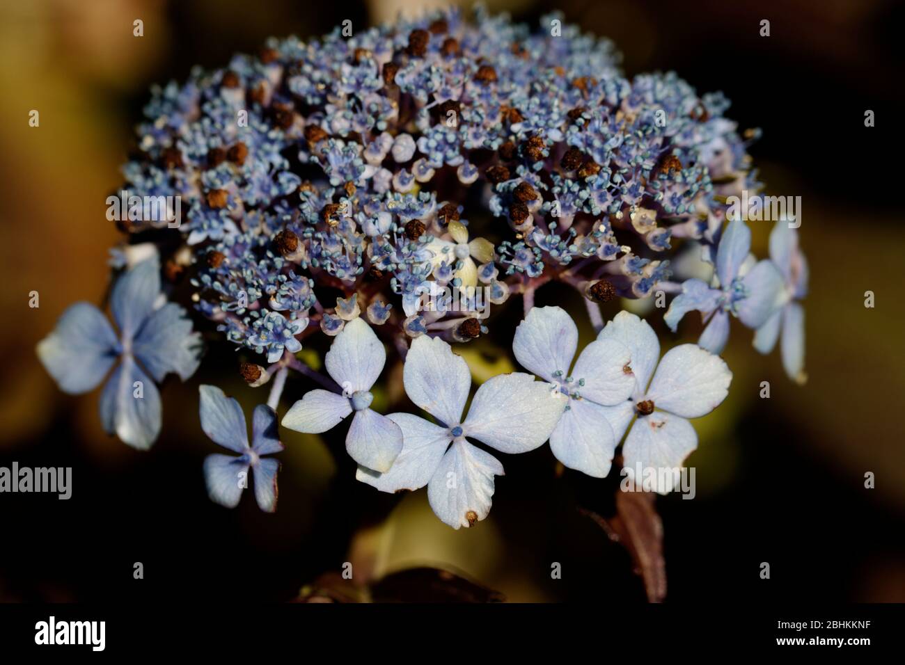 Hortensia ‘Blue Deckle’ ist eine hübsche Lacecap Hortensia, mit rosa oder blauen Blüten und einer wunderschönen Blattfarbe im Herbst. Stockfoto