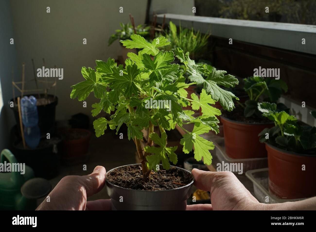 Gartenbau auf einem Balkon. Der Pelargonium Jungkeimling in den Händen eines Gärtners. Eine duftende Geranienpflanze in Nahaufnahme. Zimmerpflanzen Anbau sc Stockfoto