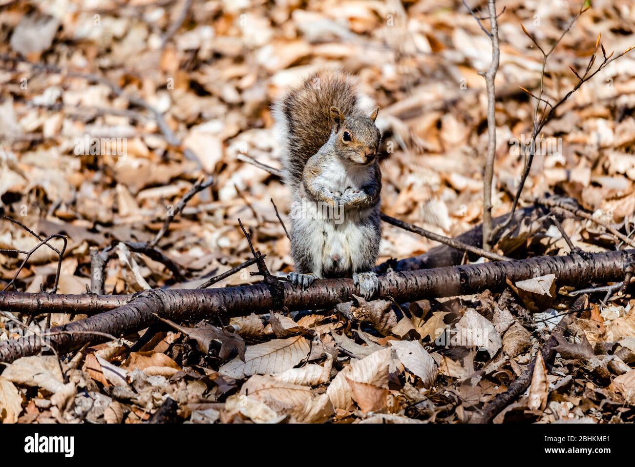 Eichhörnchen im Stadtpark Stockfoto