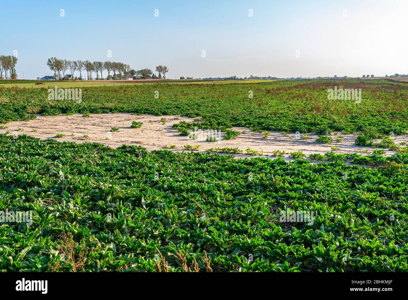 Kohlfeld an einem heißen Sommertag mit sichtbarem Trockenfeld, Auswirkungen der globalen Erwärmung, Dürre auf die Farm. Stockfoto