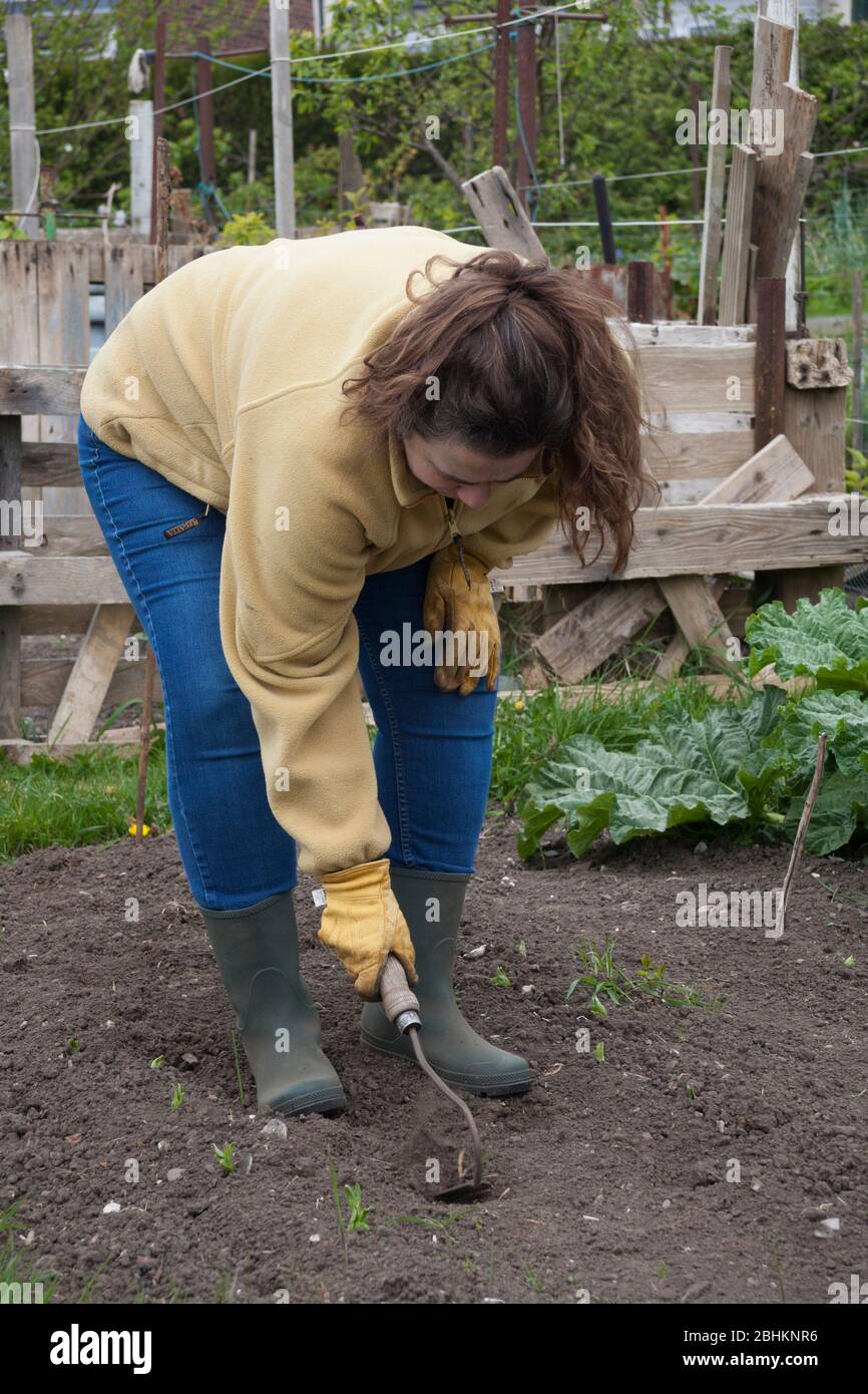 Attraktive dunkelhaarige Frau in ihren vierziger Jahren Gartenarbeit während der Lockdown Stockfoto
