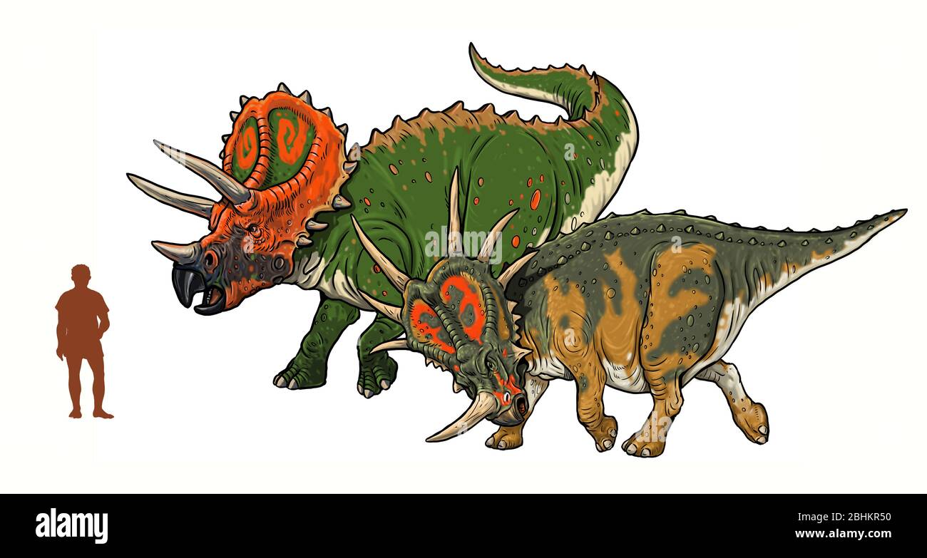 Ein Vergleich der Dinosauriergröße im Verhältnis zum Menschen. Triceratops und Styracosaurus. Stockfoto