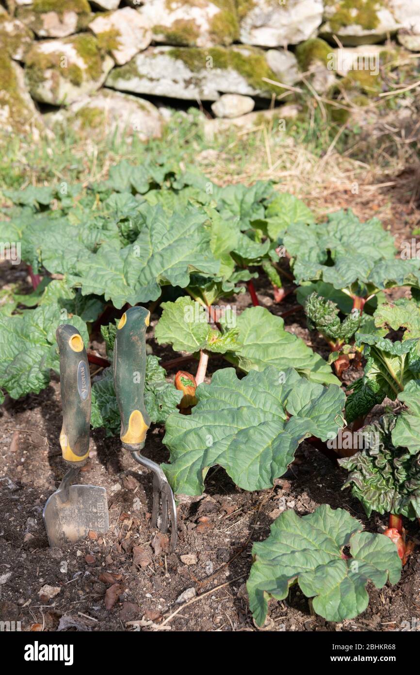 Rhabarber wächst auf einem Garten Grundstück mit einer Hand Gabel & Trowel Stockfoto