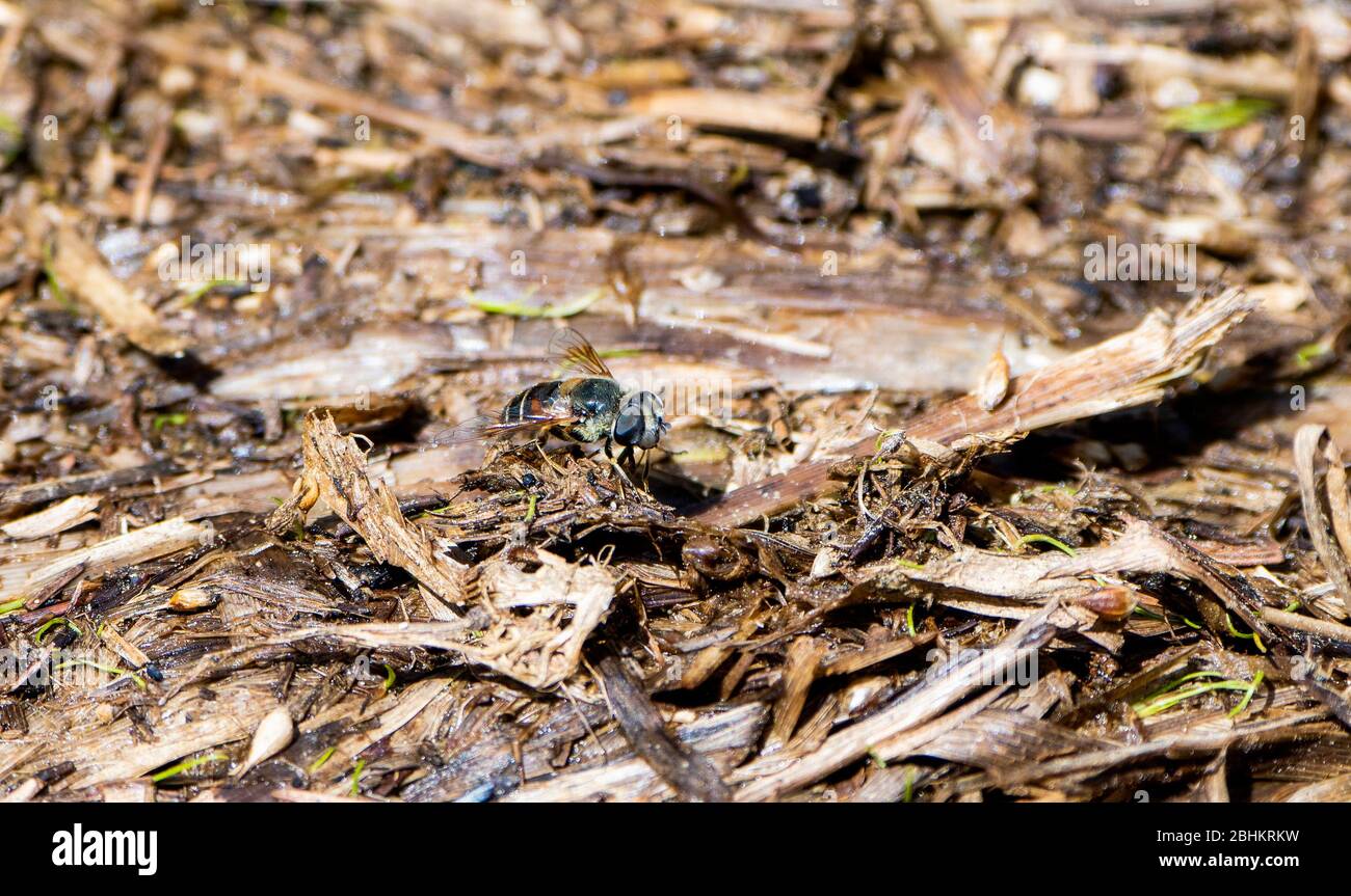 Eine Syrphid Hoover Fly, die in dichter verfallender Materie im Norden Colorados auf dem Boden thront Stockfoto