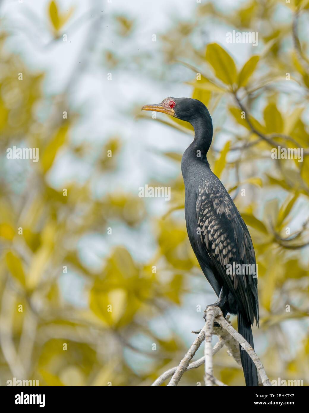 Die großen Schilfrohrvögel von Akwidaa, Westghanaische Region. Diese Vögel regieren die Flüsse des geschützten Wasser-Ökosystems der Gemeinde Ahanta. Stockfoto