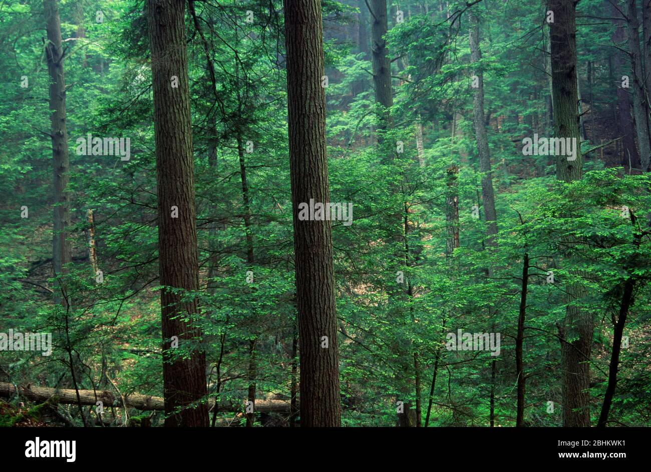 Urwald, Cook Forest State Park, Pennsylvania Stockfoto