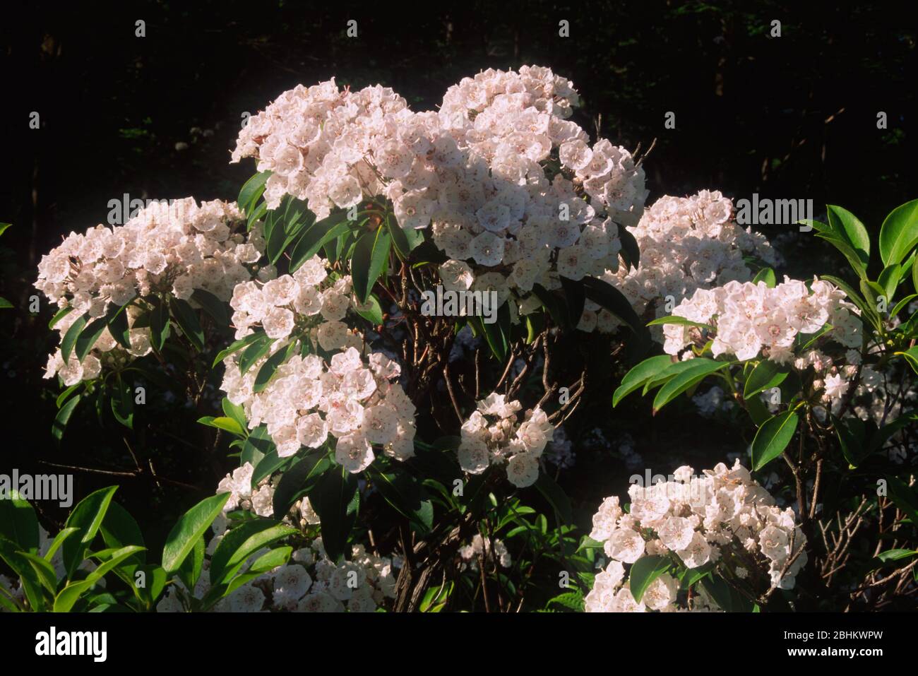 Mountain Lorbeer, S. B. Elliott State Park, Pennsylvania Stockfoto