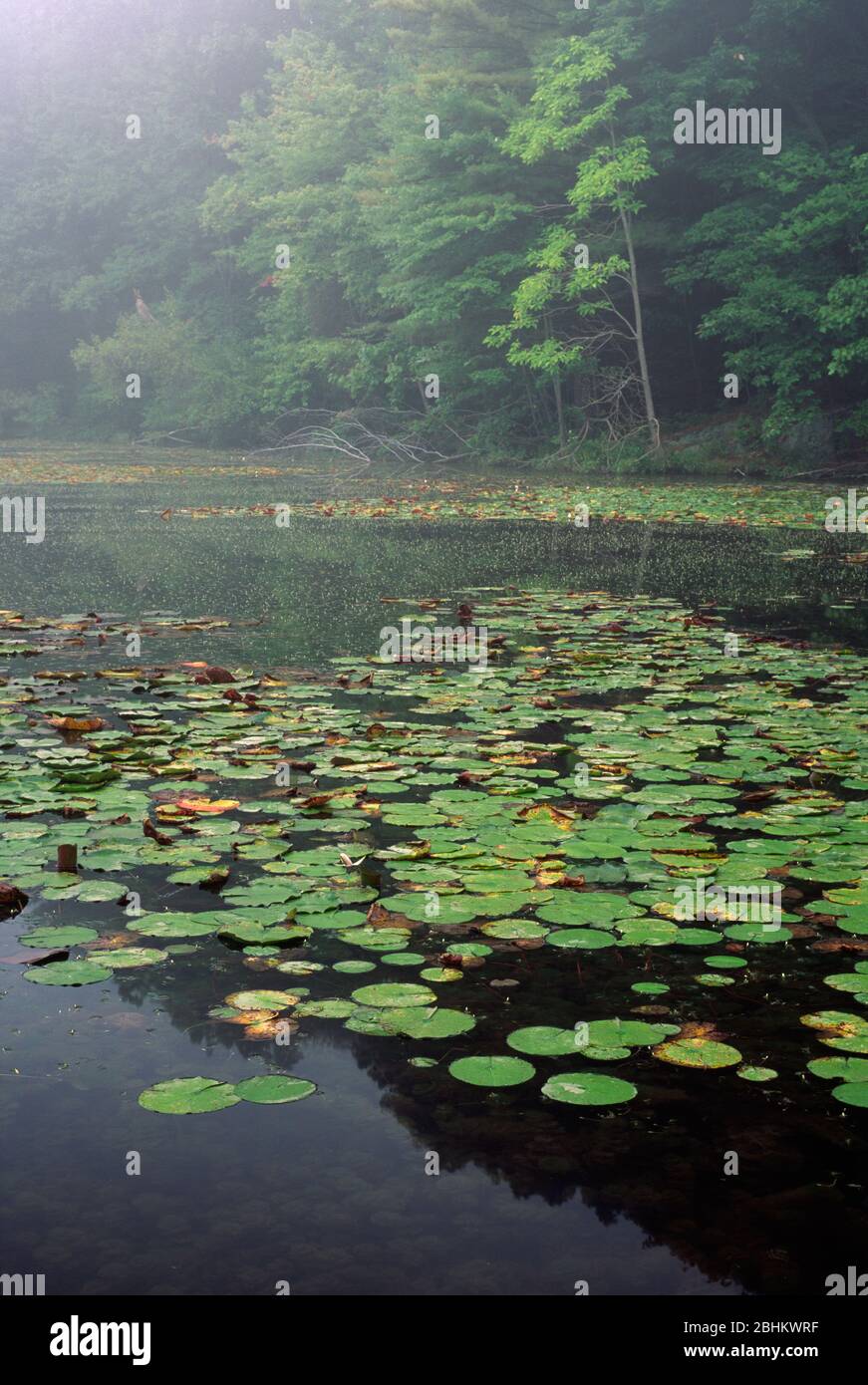 Lake Lenape, Delaware Water Gap National Recreation Area, Pennsylvania Stockfoto