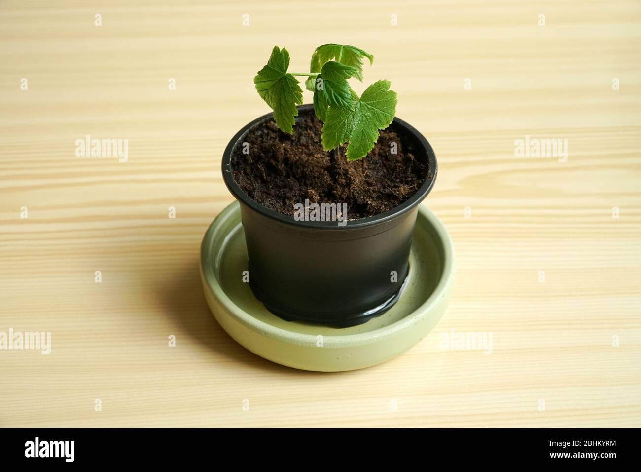 Eine Johannisbeere die kleine Keimling Ansicht in einer Nahaufnahme. Ein Blumentopf mit der jungen Pflanze auf einem Tisch. Strukturierter Hintergrund aus Holz. Stockfoto