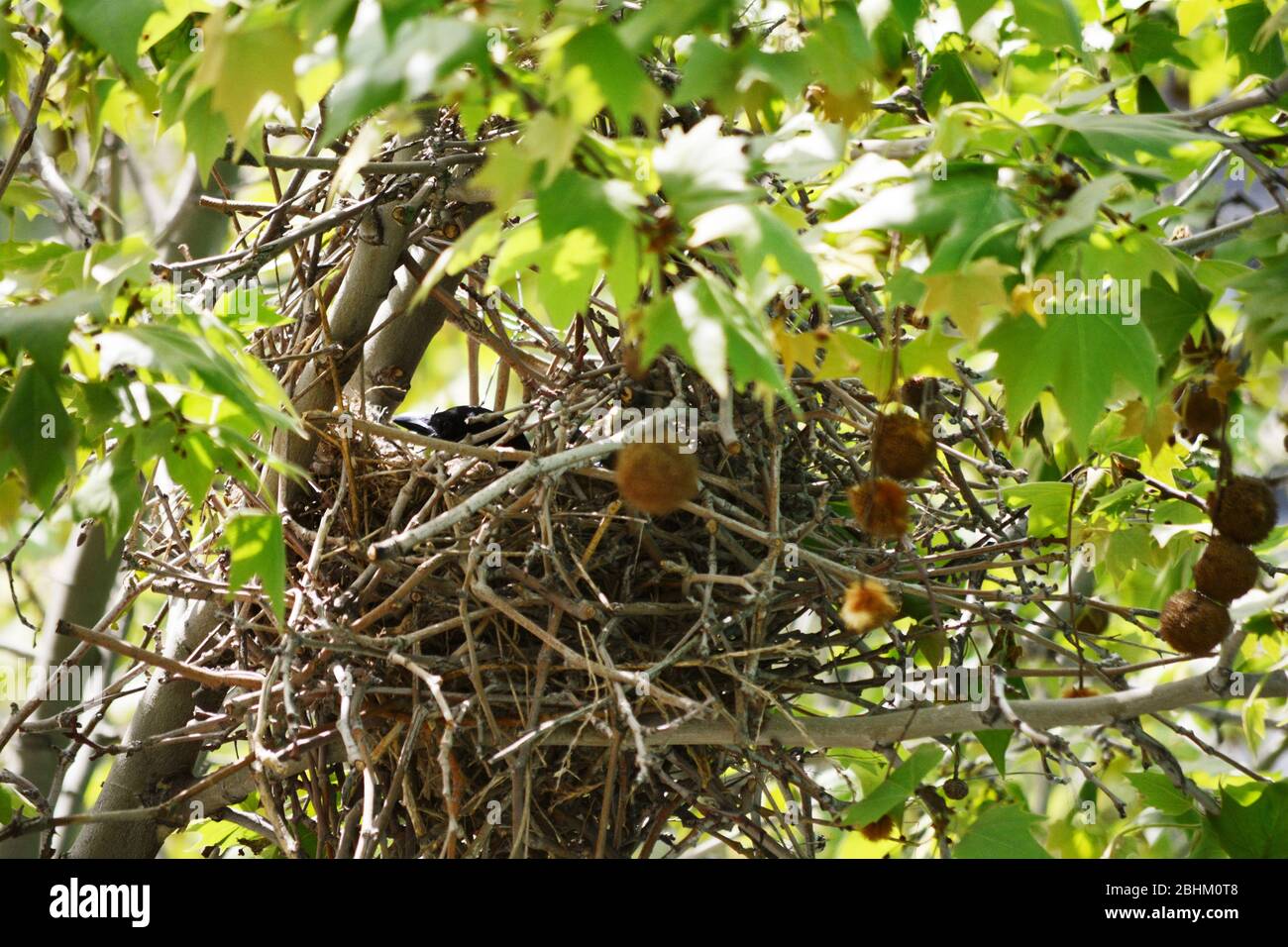 Vogel-Nest im Baum Stockfoto