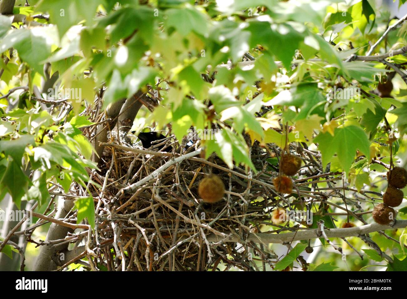 Vogel-Nest im Baum Stockfoto