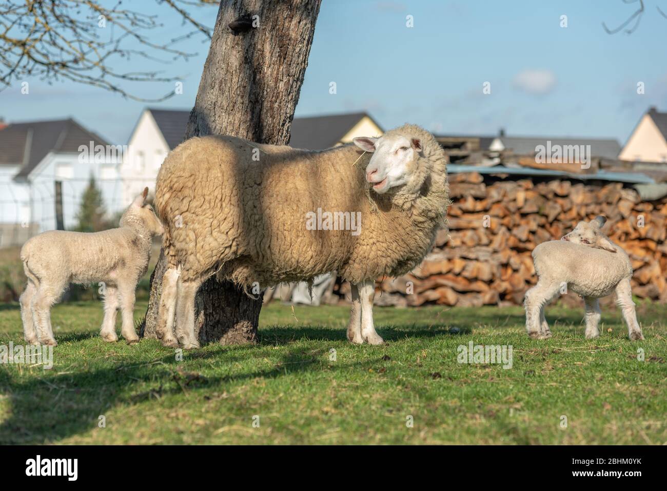 Schafe mit ihren Lämmern auf einer Wiese im Frühjahr Stockfoto