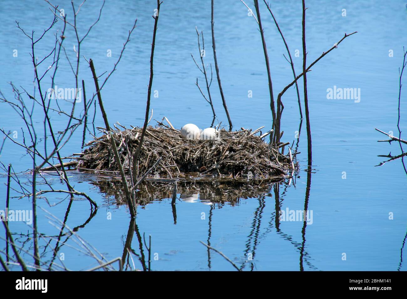 Ein Paar weiße Kanada Gänseeier im Nest in Feuchtgebiet Hochwasser Stockfoto