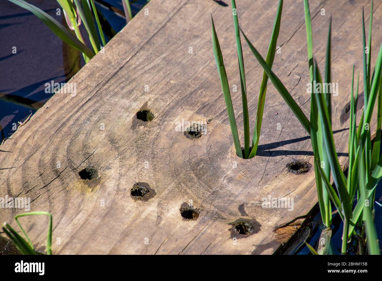 Pflanze wächst in Loch in verwittertem Holz Stockfoto