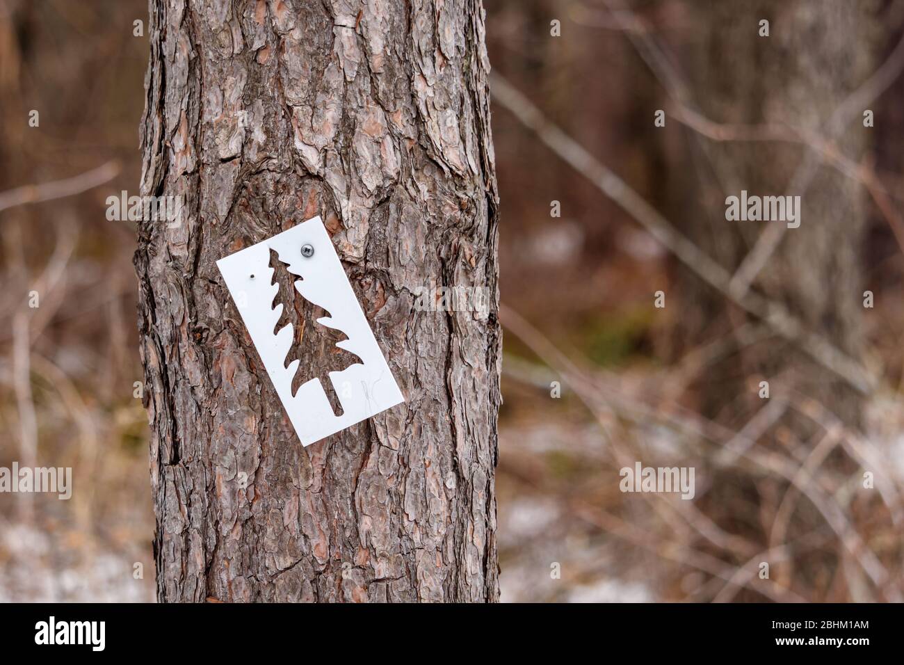 Ein weißes Plastiktafel ist an einen Baum genagelt und enthält die ausgeschnittene Form eines immergrünen Baumes. Stockfoto