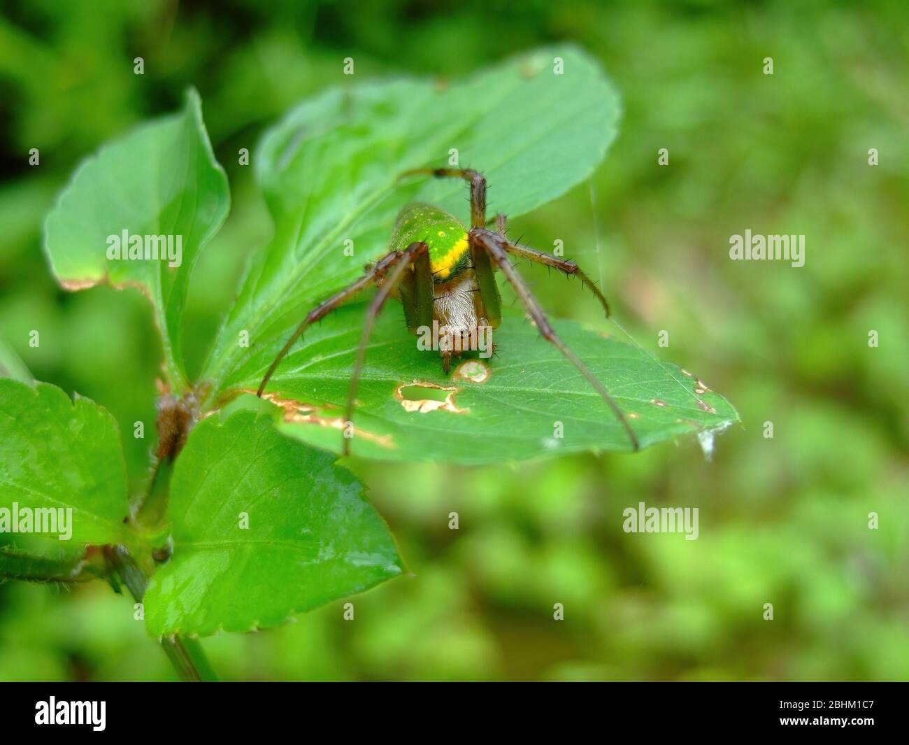 Nahaufnahme einer Araniella opisthographa Spinne in Yilan, Taiwan Stockfoto