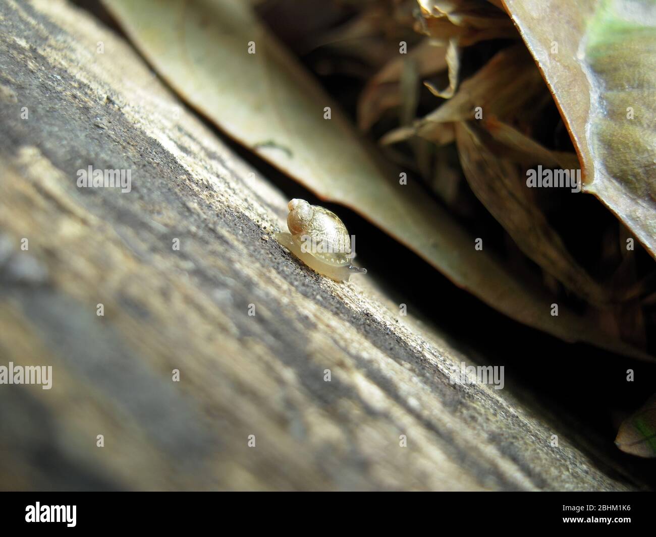 Nahaufnahme von Succinea putris, die in Taipei, Taiwan, auf dem Boden kriechen Stockfoto