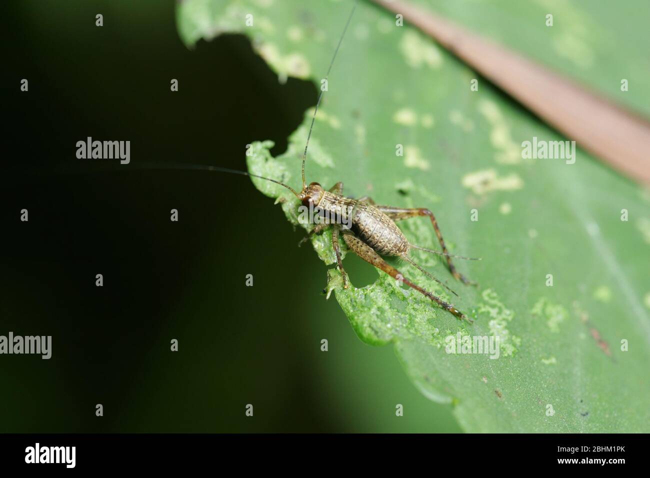 Nahaufnahme eines Ornebius kanetataki in Yilan, Taiwan Stockfoto