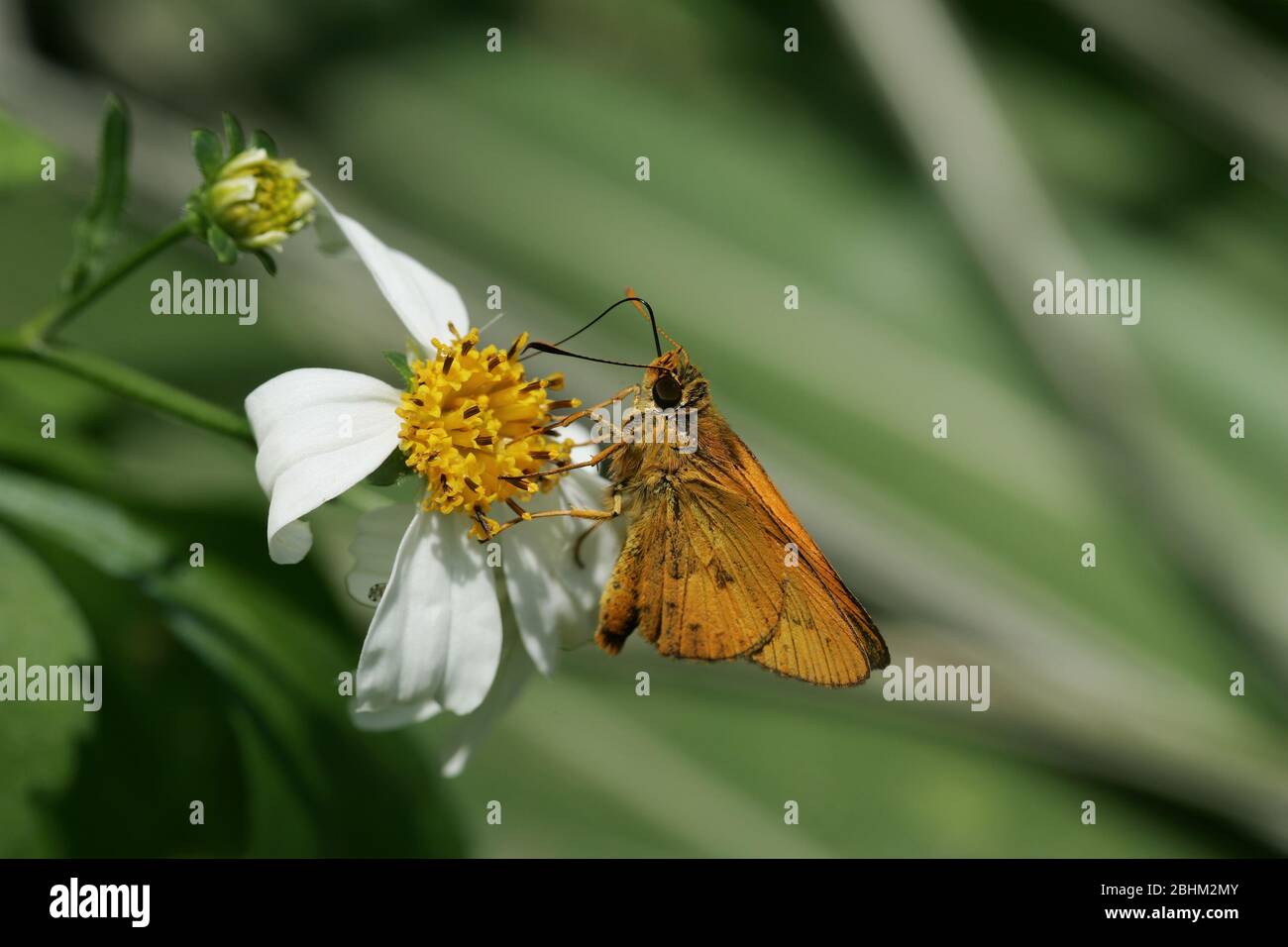 Nahaufnahme des Potanthus omaha Schmetterlings in Taipei, Taiwan Stockfoto